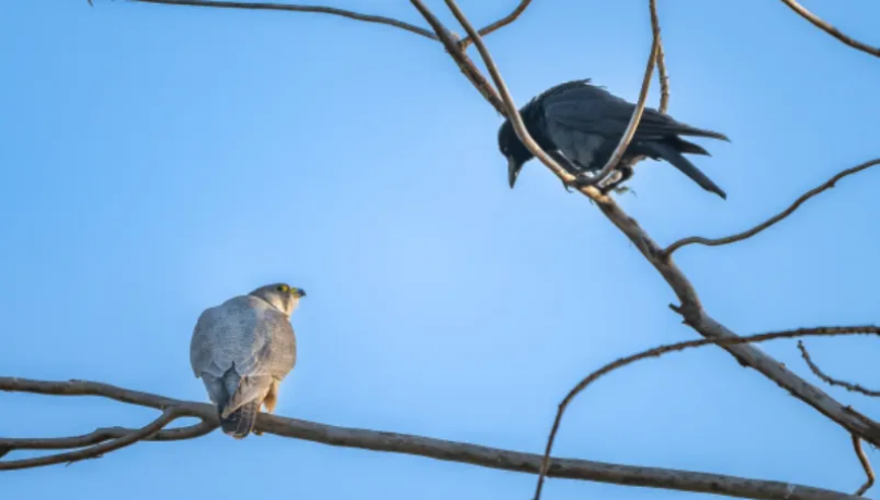 春日观鸟正当时！北京这些宝藏飞羽打卡地 快收藏