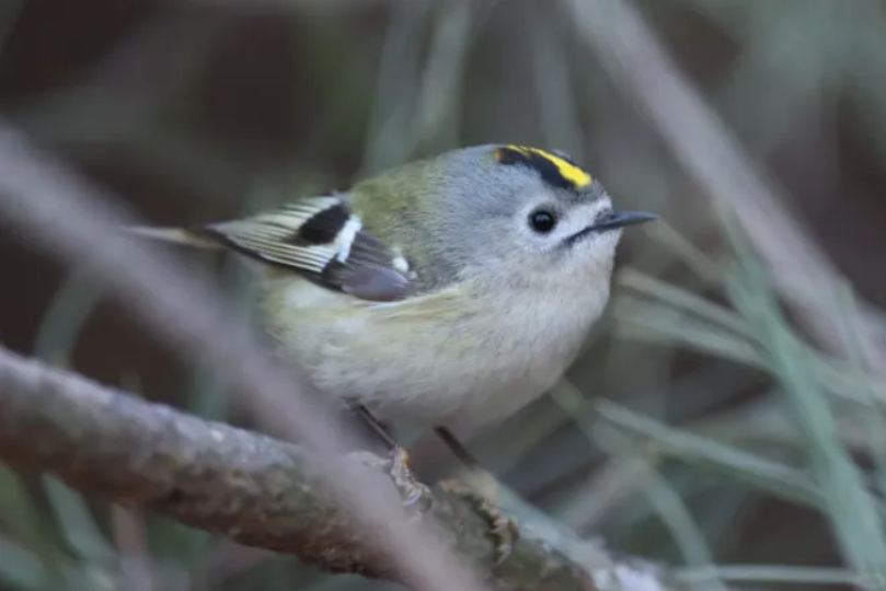 春日观鸟正当时！北京这些宝藏飞羽打卡地 快收藏