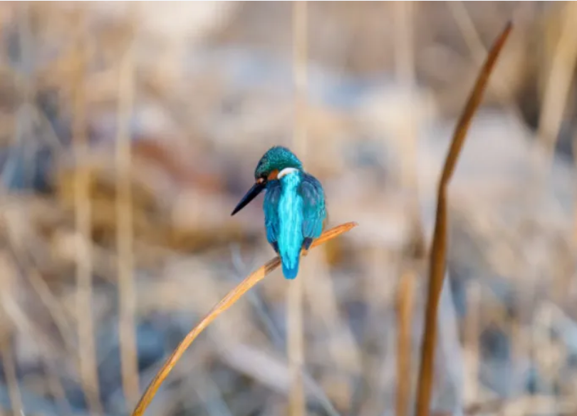 春日观鸟正当时！北京这些宝藏飞羽打卡地 快收藏