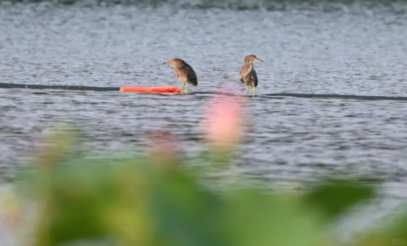 春日观鸟正当时！北京这些宝藏飞羽打卡地 快收藏
