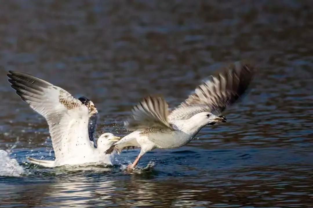 在北京也能看海鸥啦！