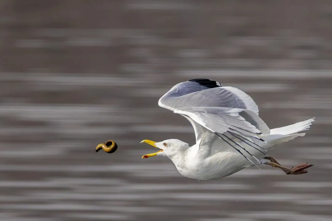 在北京也能看海鸥啦！