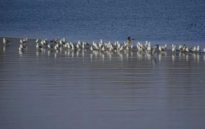在北京也能看海鸥啦！