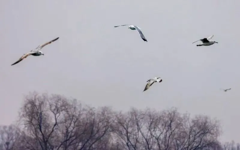 在北京也能看海鸥啦！