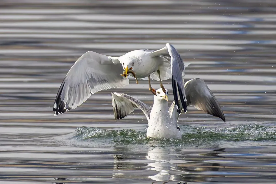 在北京也能看海鸥啦！