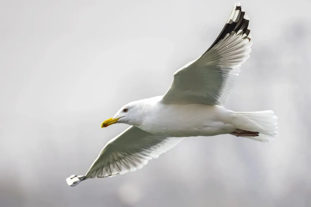 在北京也能看海鸥啦！
