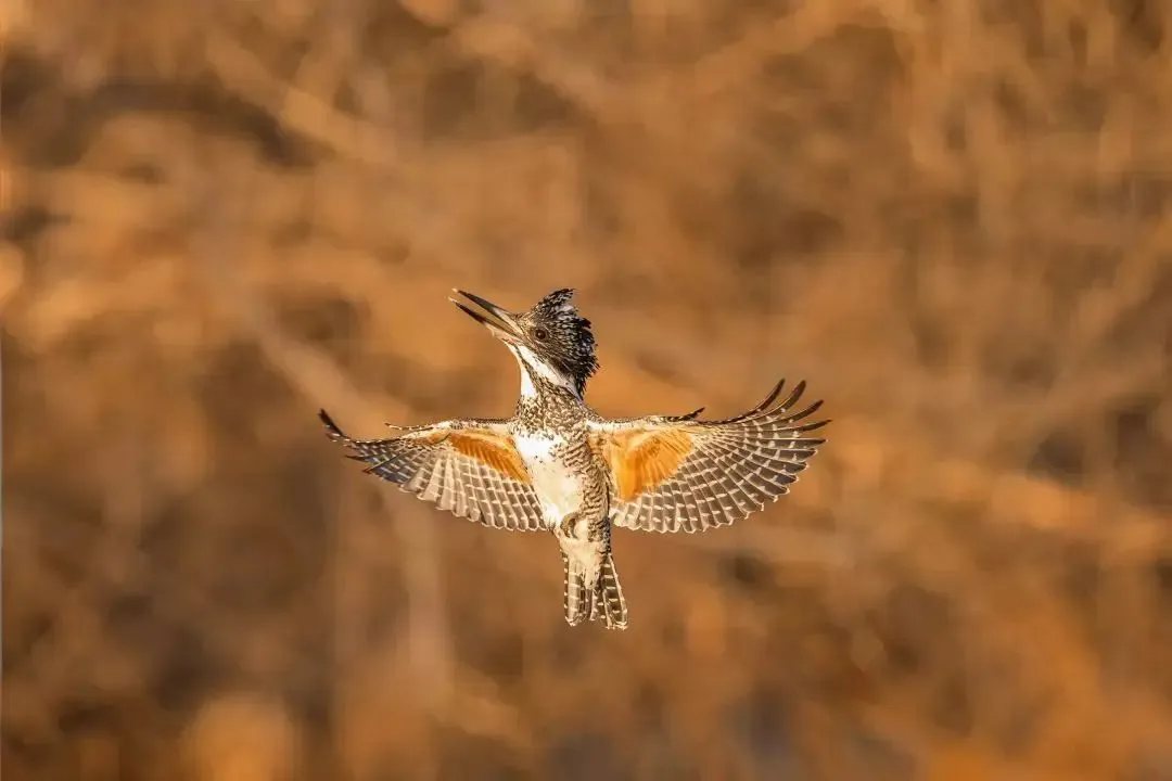 @李现 22个！北京还有这些“打鸟”胜地 附地图→