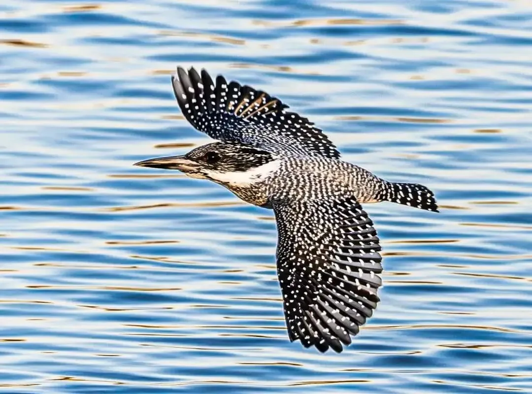 @李现 22个！北京还有这些“打鸟”胜地 附地图→