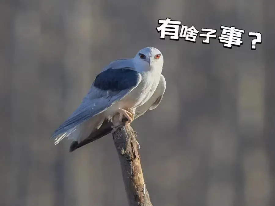 @李现 22个！北京还有这些“打鸟”胜地 附地图→