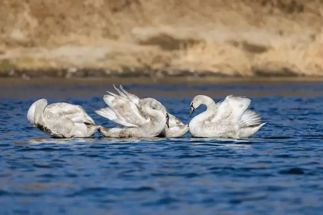 @李现 22个！北京还有这些“打鸟”胜地 附地图→