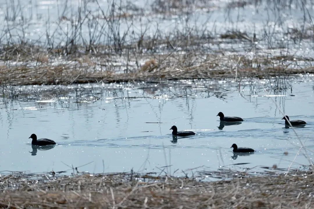 @李现 22个！北京还有这些“打鸟”胜地 附地图→