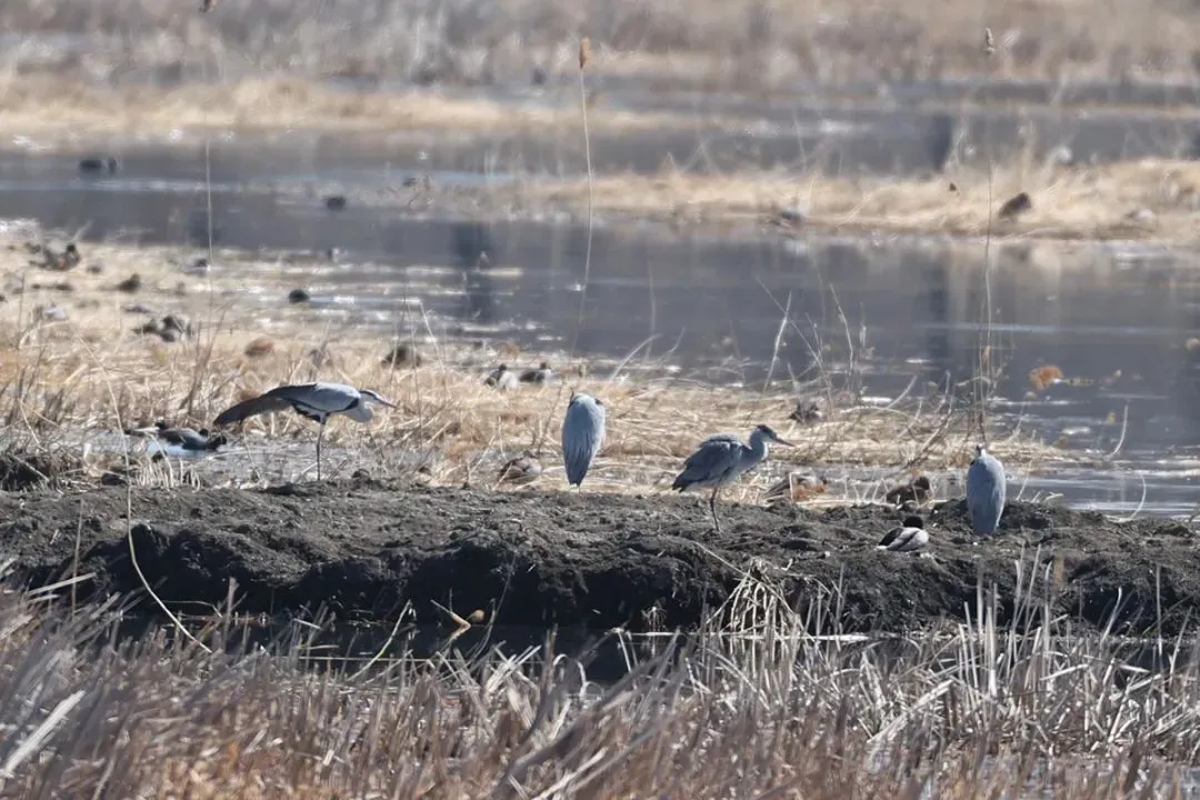 @李现 22个！北京还有这些“打鸟”胜地 附地图→