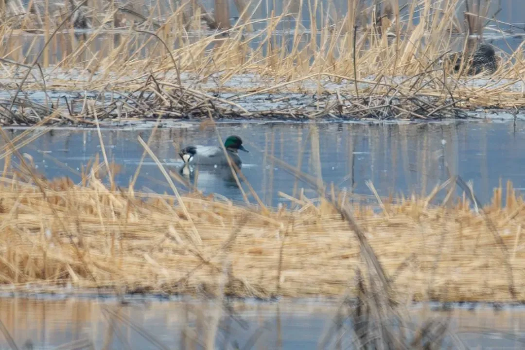 @李现 22个！北京还有这些“打鸟”胜地 附地图→
