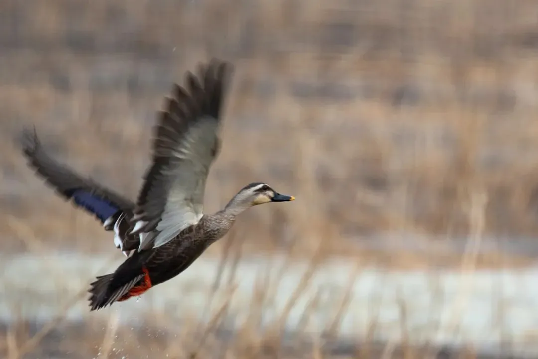 @李现 22个！北京还有这些“打鸟”胜地 附地图→