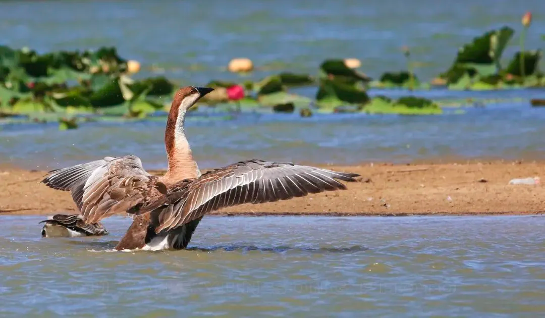 @李现 22个！北京还有这些“打鸟”胜地 附地图→