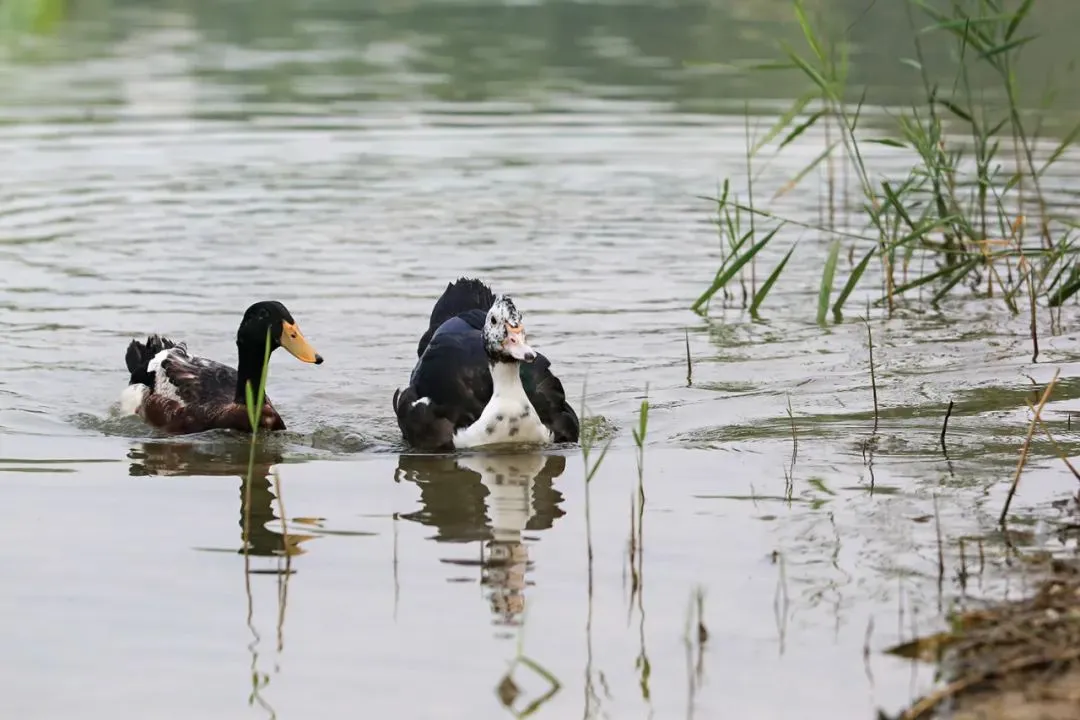 @李现 22个！北京还有这些“打鸟”胜地 附地图→