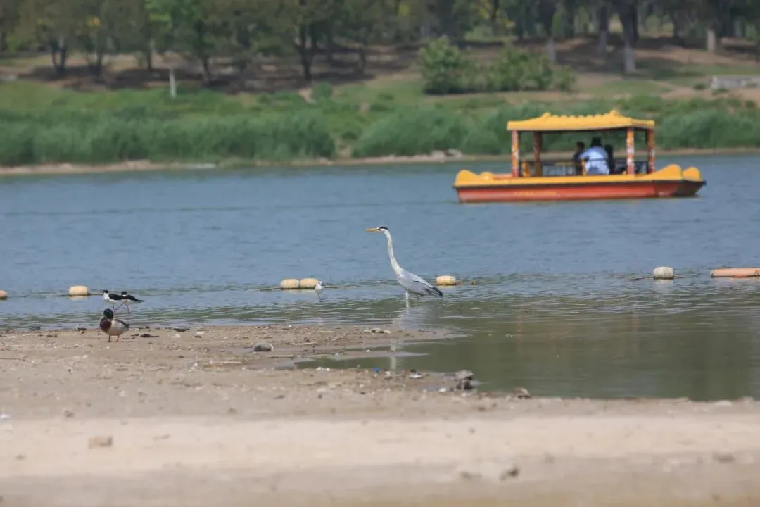 @李现 22个！北京还有这些“打鸟”胜地 附地图→