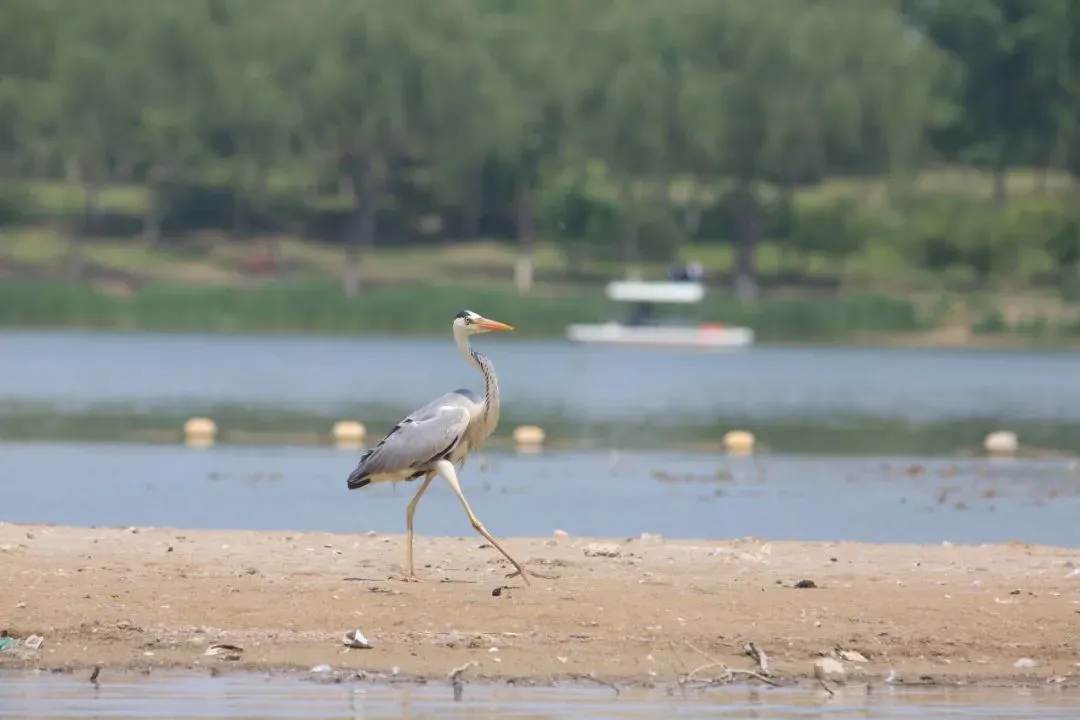 @李现 22个！北京还有这些“打鸟”胜地 附地图→