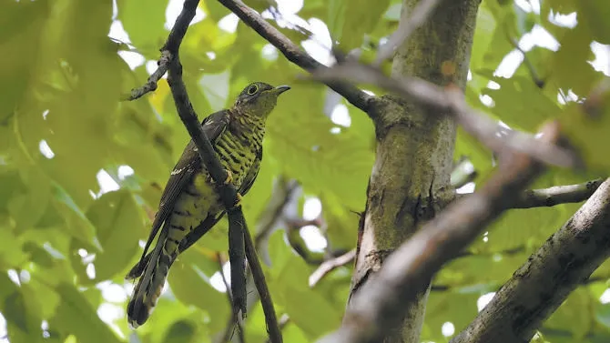 城市记忆 | 超萌！秋季观鸟入坑指南来了 北京的可爱“精灵” 都在这儿——