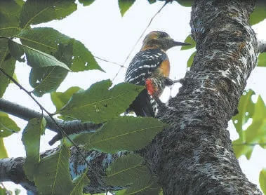 城市记忆 | 超萌！秋季观鸟入坑指南来了 北京的可爱“精灵” 都在这儿——