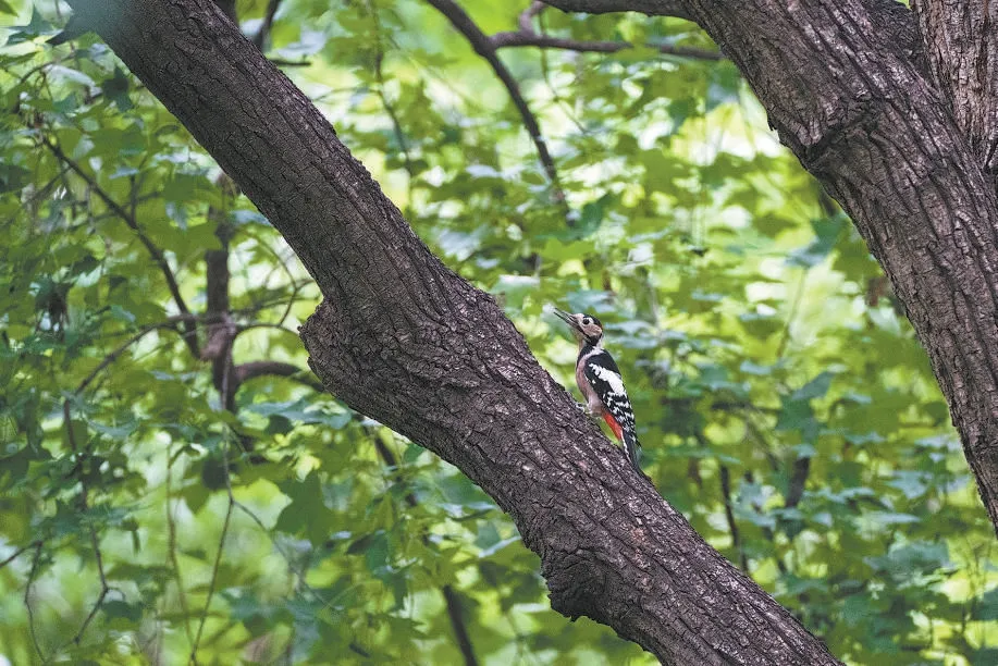 城市记忆 | 超萌！秋季观鸟入坑指南来了 北京的可爱“精灵” 都在这儿——