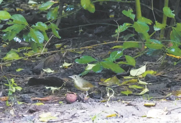 城市记忆 | 超萌！秋季观鸟入坑指南来了 北京的可爱“精灵” 都在这儿——