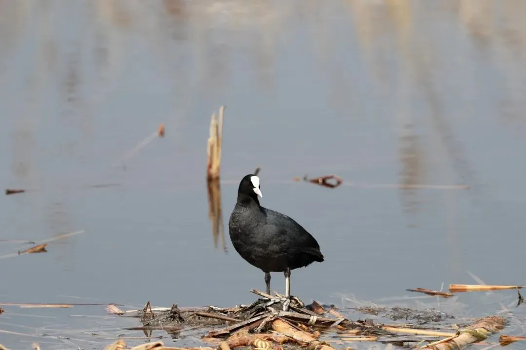 最佳观鸟季已至！北京这些地点适合观鸟（建议收藏）