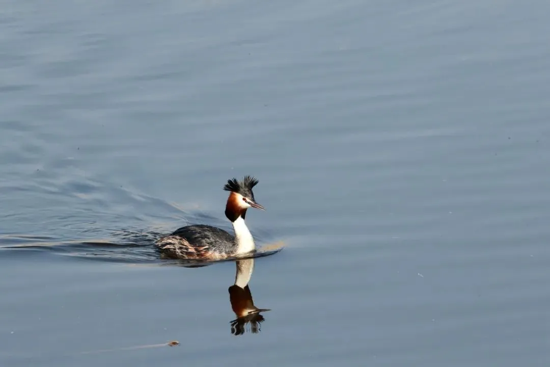 最佳观鸟季已至！北京这些地点适合观鸟（建议收藏）