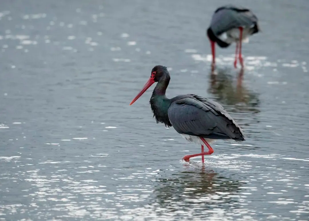 最佳观鸟季已至！北京这些地点适合观鸟（建议收藏）