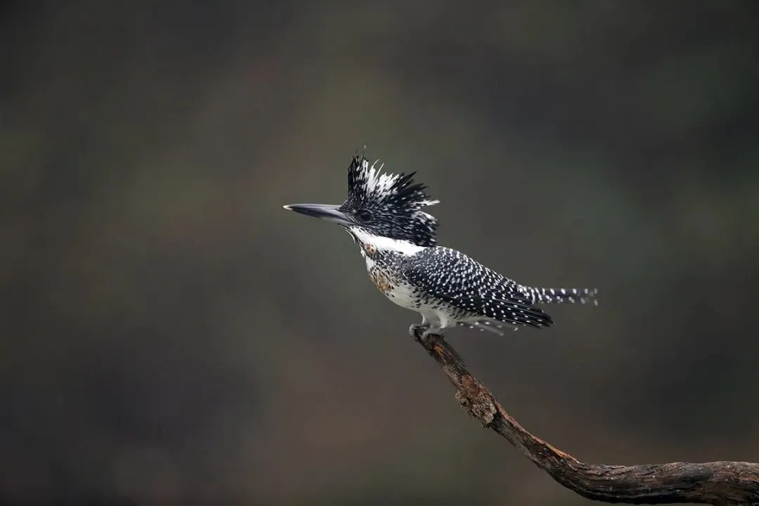 最佳观鸟季已至！北京这些地点适合观鸟（建议收藏）