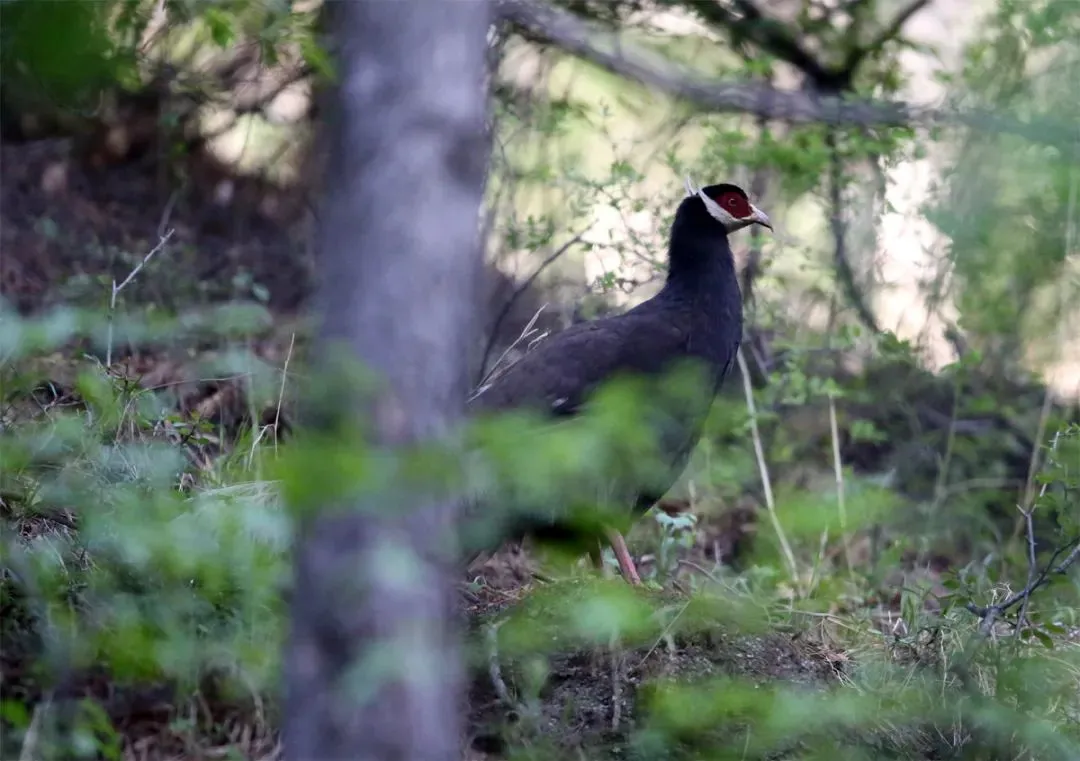 最佳观鸟季已至！北京这些地点适合观鸟（建议收藏）