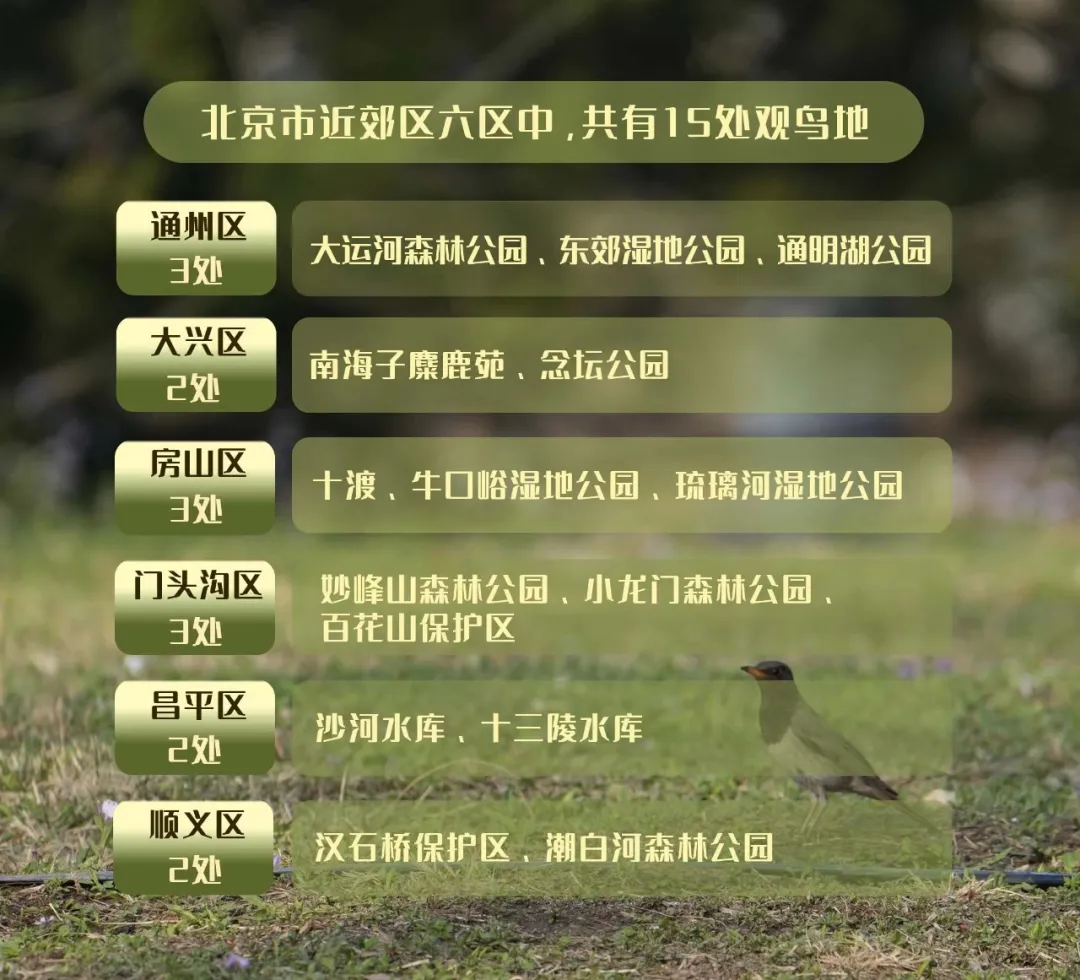 北京的爱鸟周 到什么地方去观鸟？