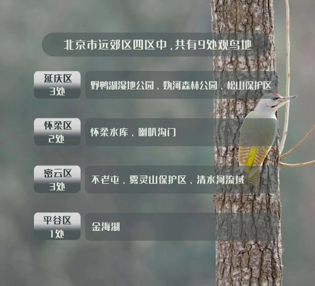 北京的爱鸟周 到什么地方去观鸟？