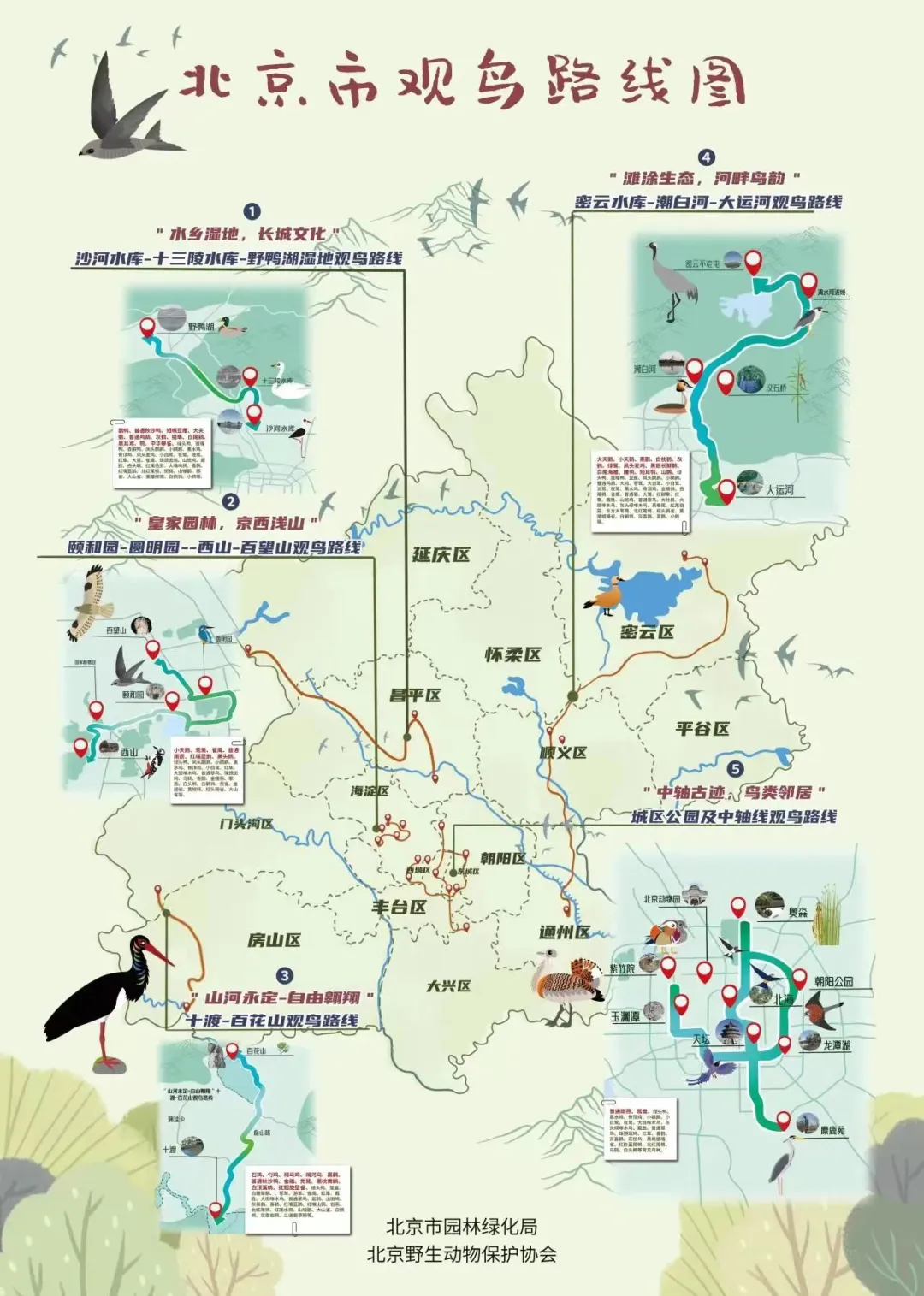北京的爱鸟周 到什么地方去观鸟？