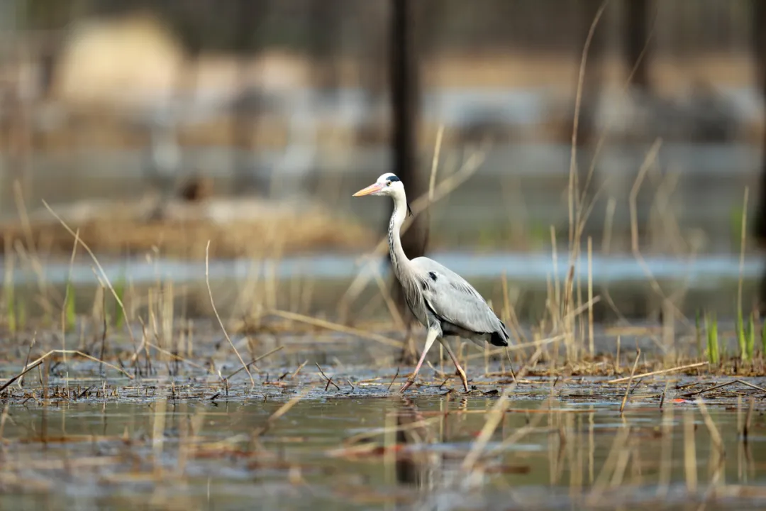 北京的爱鸟周 到什么地方去观鸟？