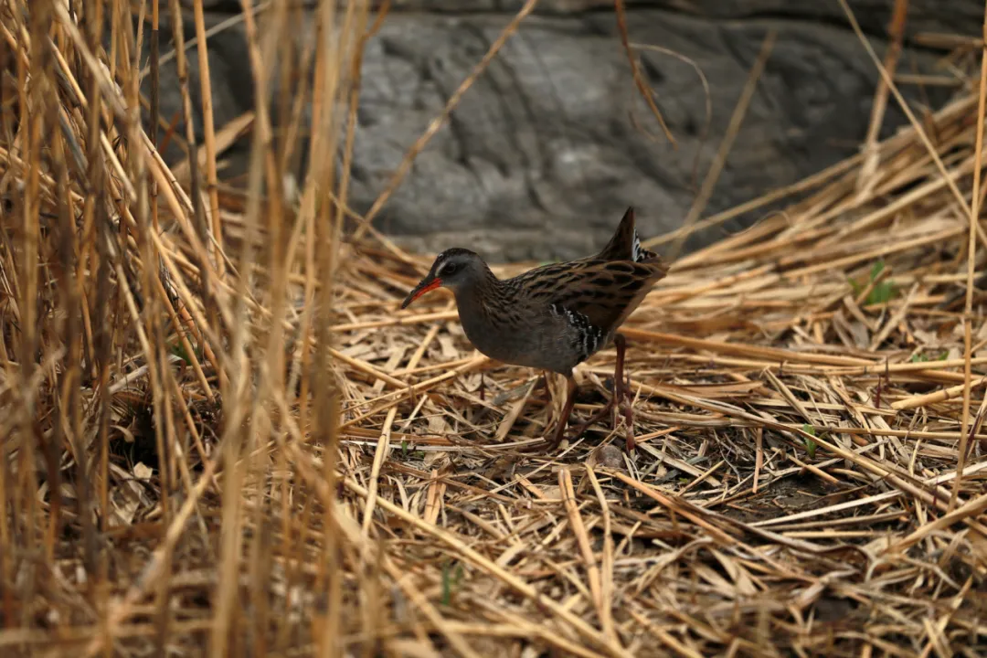 北京的爱鸟周 到什么地方去观鸟？