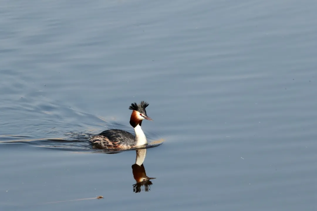 北京的爱鸟周 到什么地方去观鸟？
