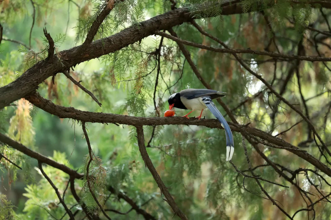 北京的爱鸟周 到什么地方去观鸟？