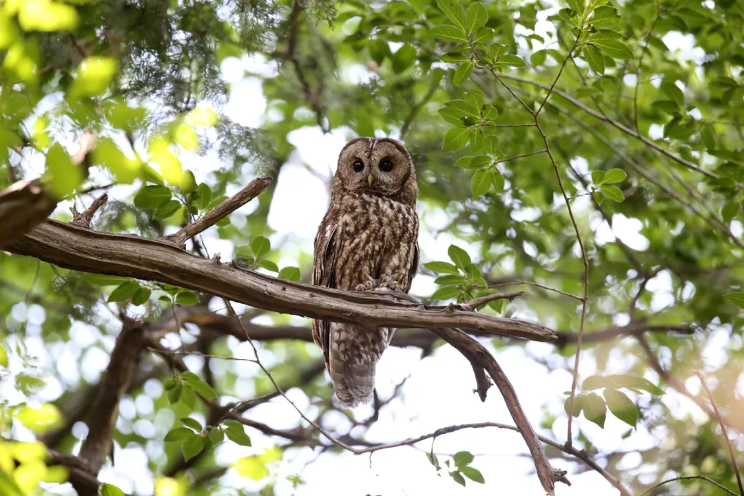 北京的爱鸟周 到什么地方去观鸟？