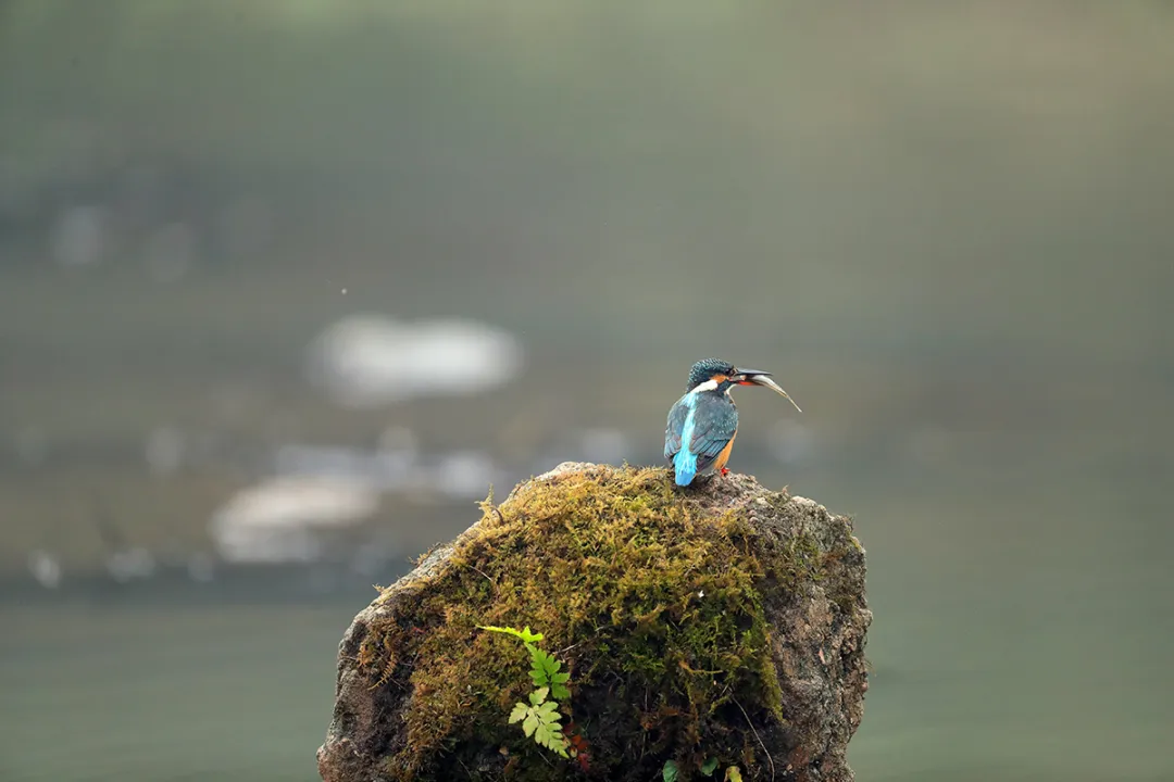 北京的爱鸟周 到什么地方去观鸟？