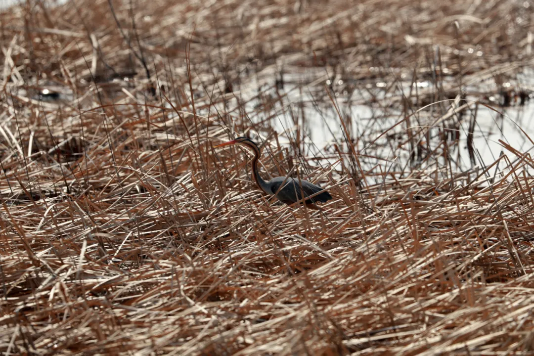 北京的爱鸟周 到什么地方去观鸟？