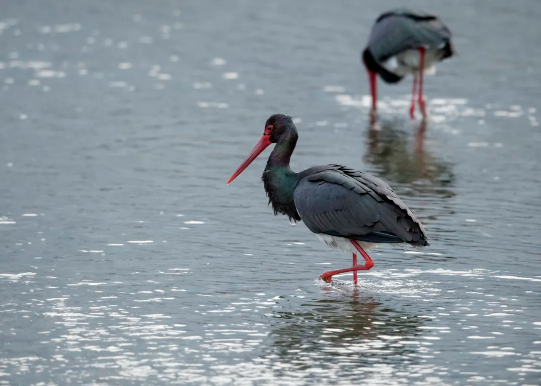 北京的爱鸟周 到什么地方去观鸟？