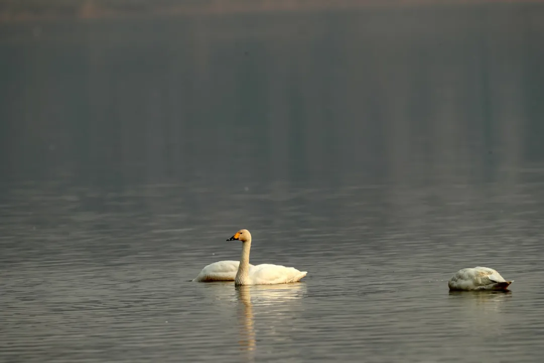北京的爱鸟周 到什么地方去观鸟？