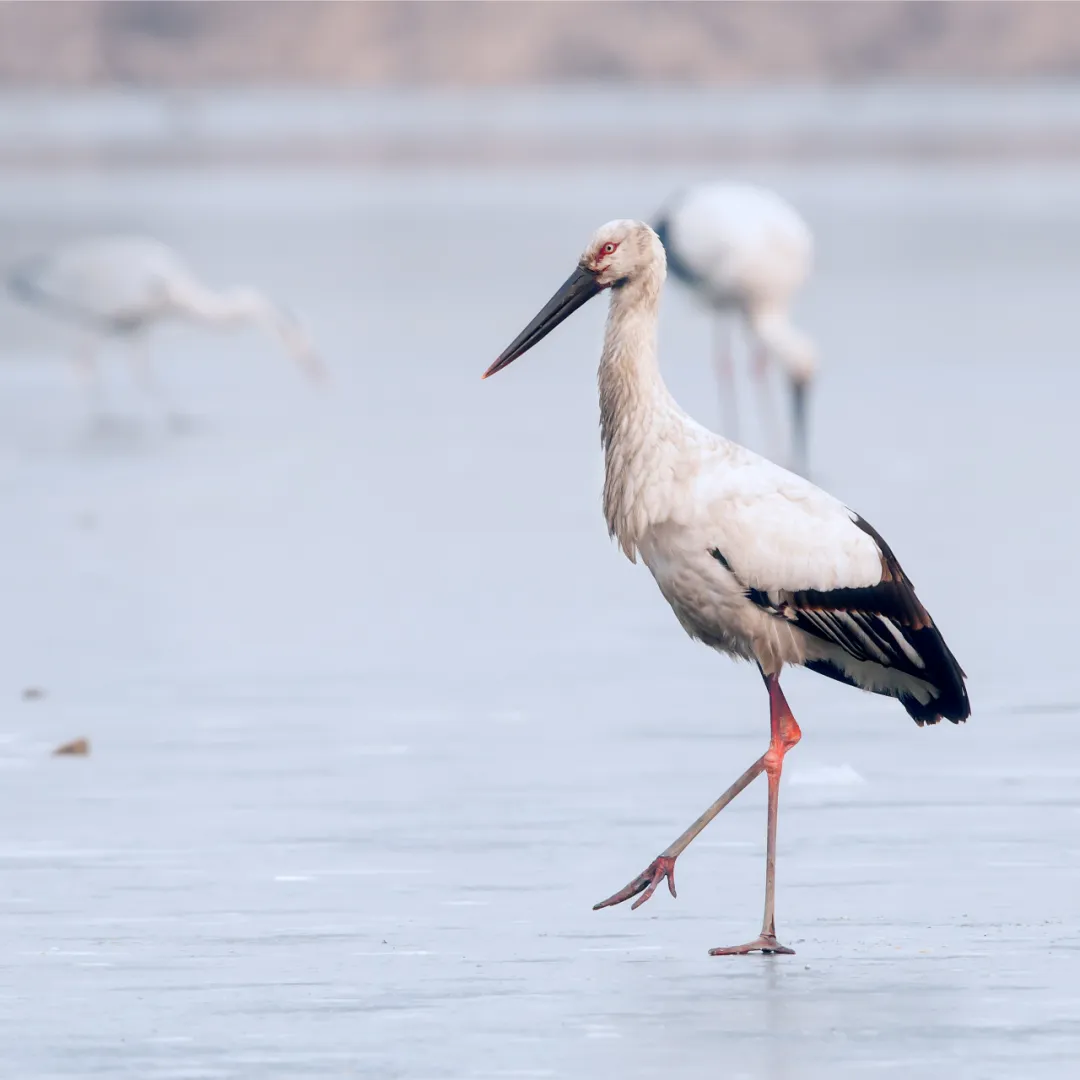 北京的爱鸟周 到什么地方去观鸟？