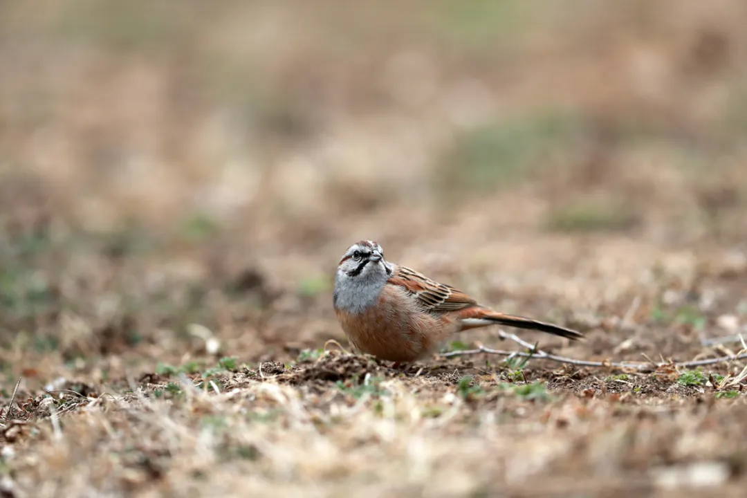 北京的爱鸟周 到什么地方去观鸟？
