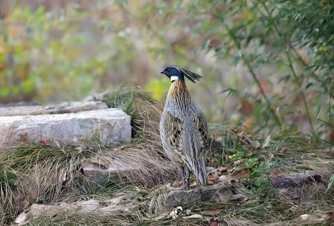 北京的爱鸟周 到什么地方去观鸟？