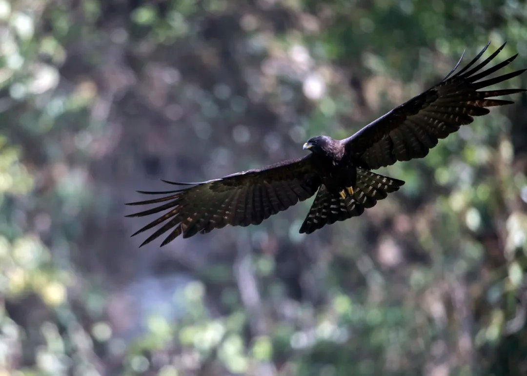北京的爱鸟周 到什么地方去观鸟？
