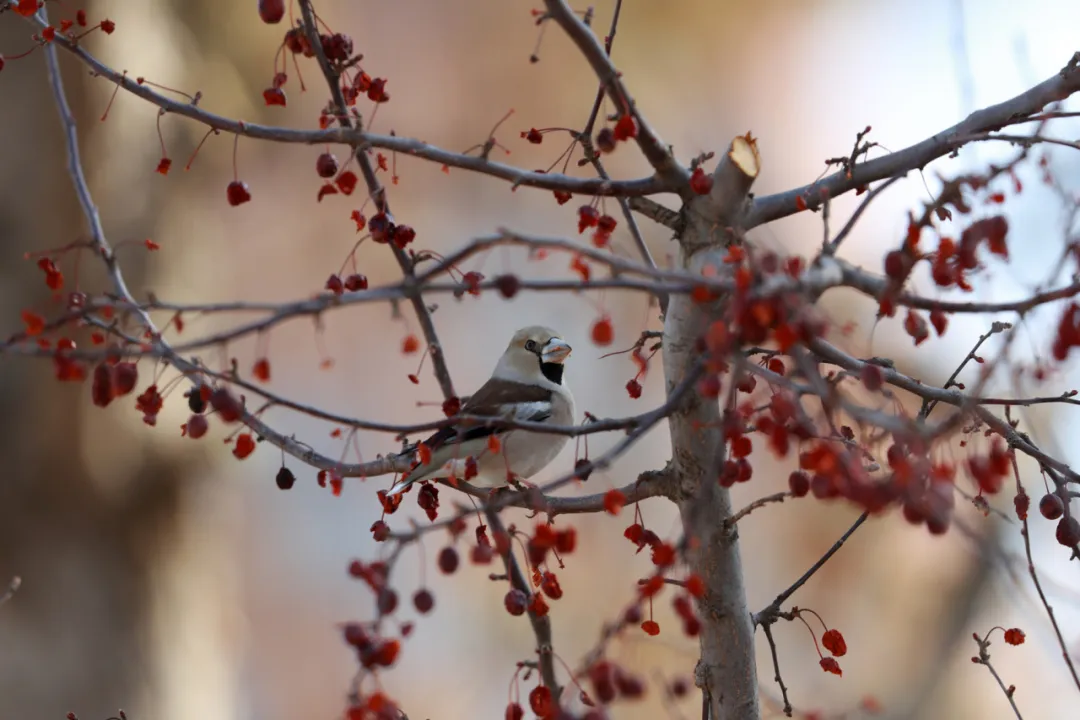 北京的爱鸟周 到什么地方去观鸟？