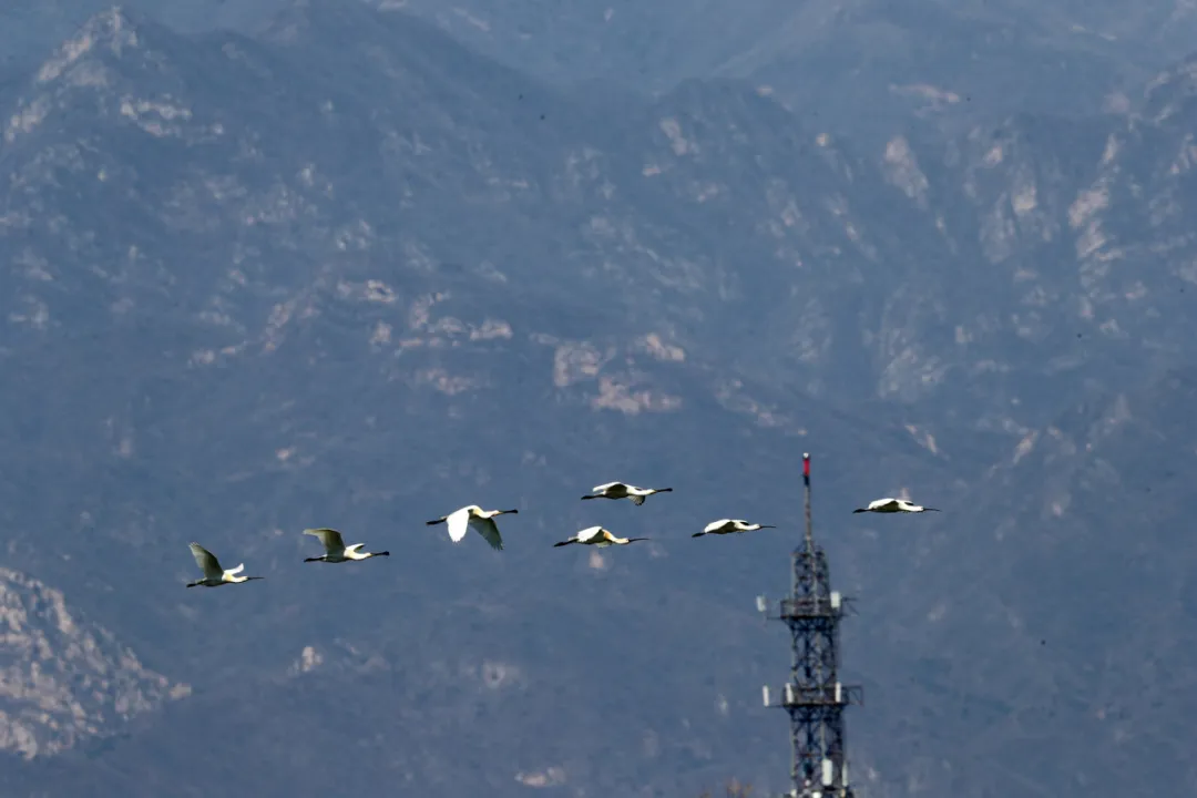 北京的爱鸟周 到什么地方去观鸟？