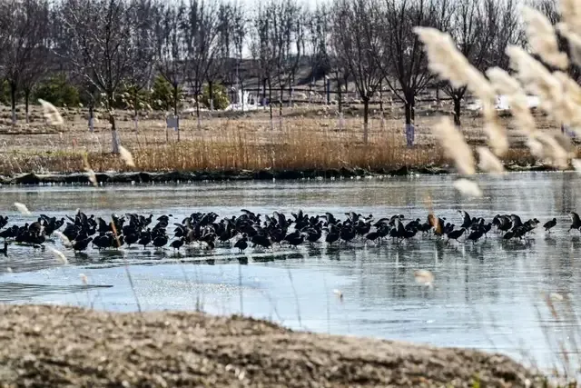 遛弯观鸟好去处！北京这些滨水空间开放→